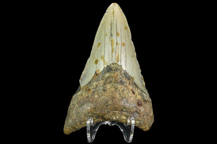 Fossil Megalodon Tooth - North Carolina #109889